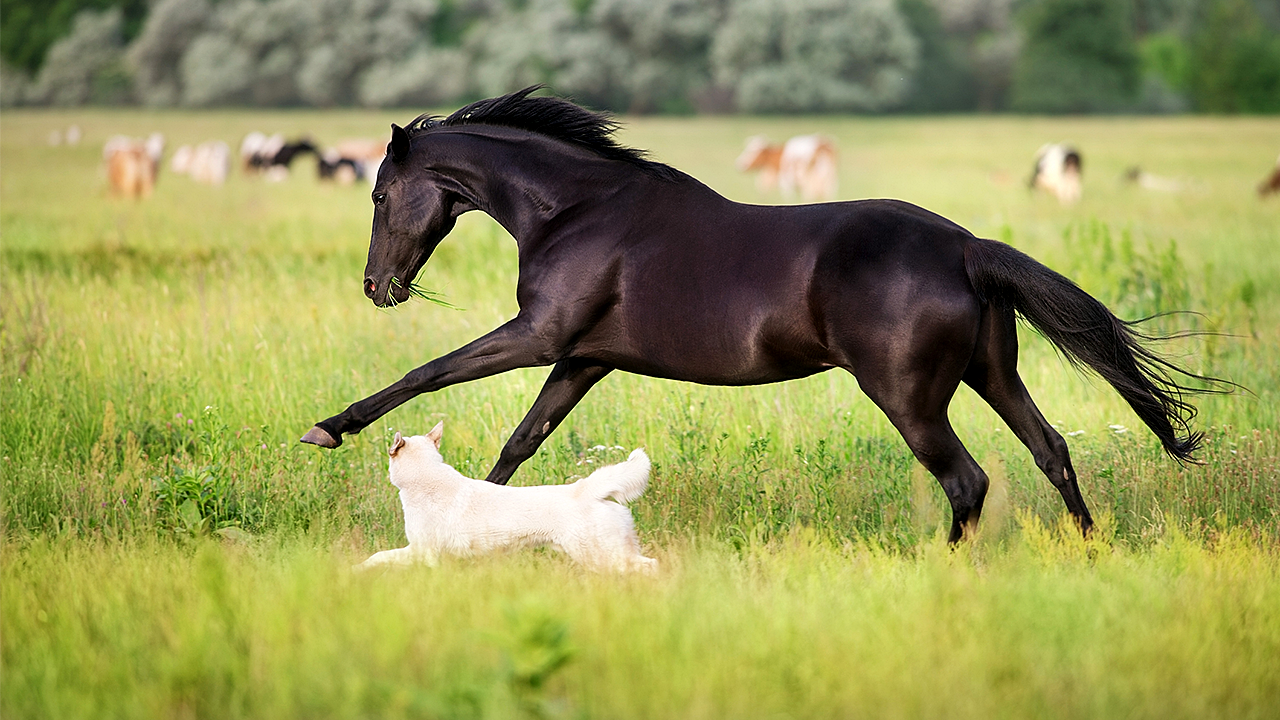 Nationwide recall issued for dog and horse medication over glass fibers