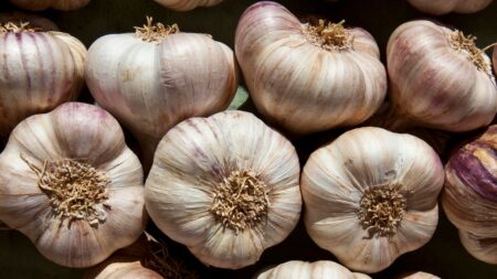 What A Trump Administration Means For Garlic Lovers