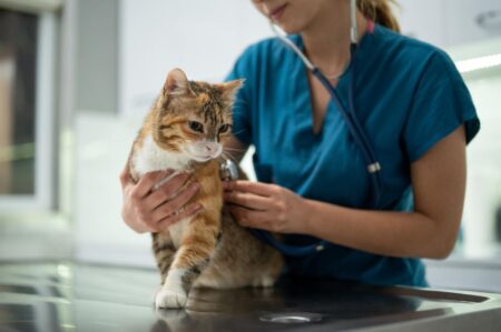 Untapped Opportunities In Feline Health