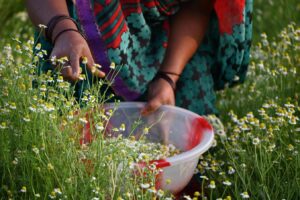 How Organic India Is Redefining Herbal Wellness
