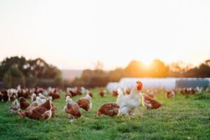 Pilgrim’s Pride – No Beef With Growing Profits